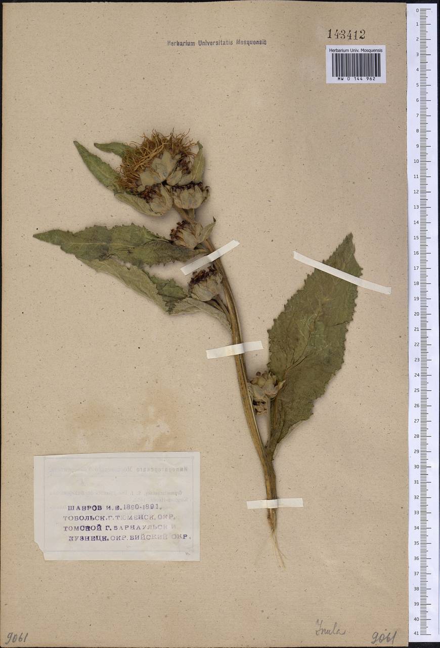 Inula helenium L., Siberia (no precise locality) (S0) (Russia)