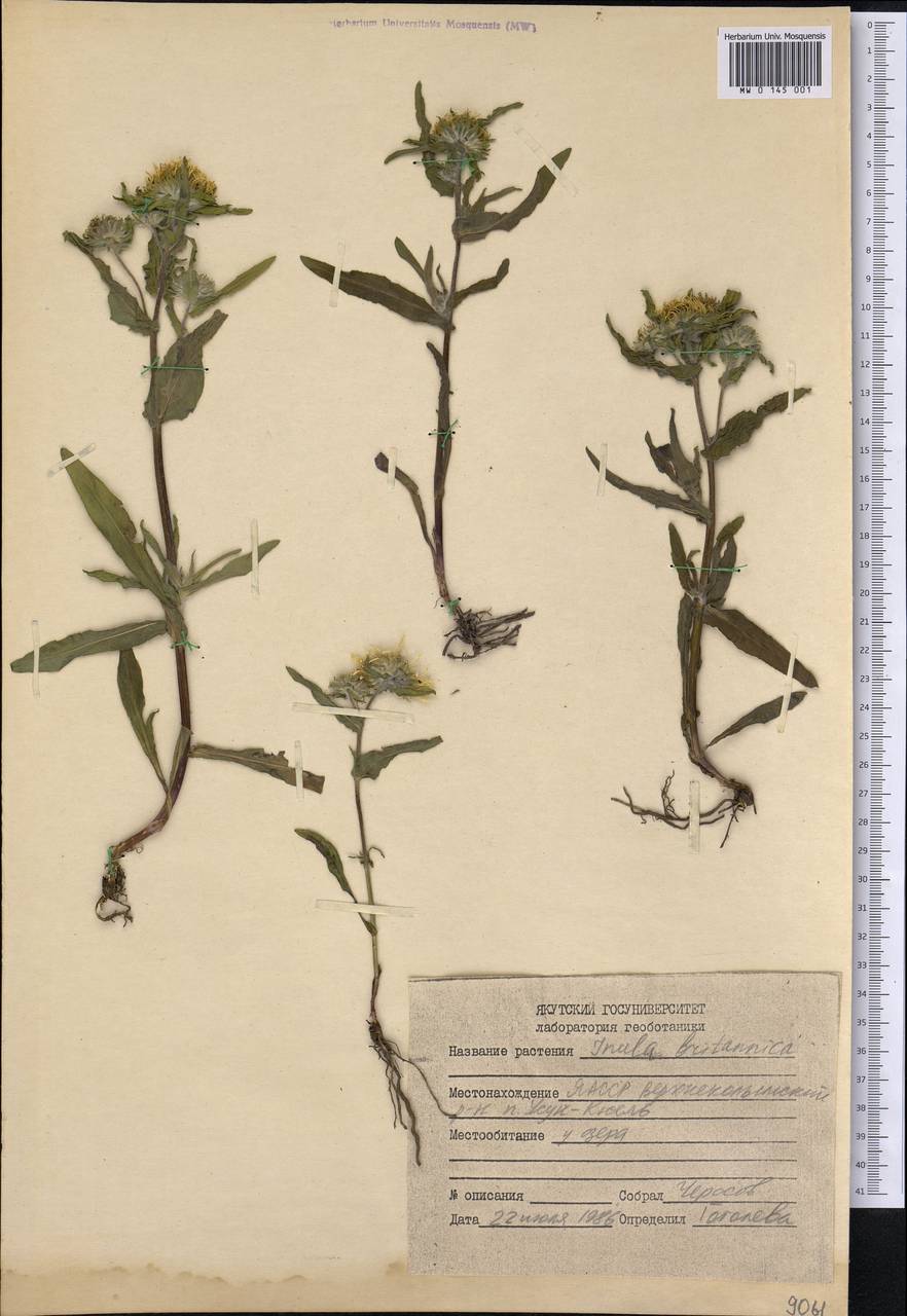 Pentanema britannicum (L.) D. Gut. Larr., Santos-Vicente, Anderb., E. Rico & M. M. Mart. Ort., Siberia, Yakutia (S5) (Russia)