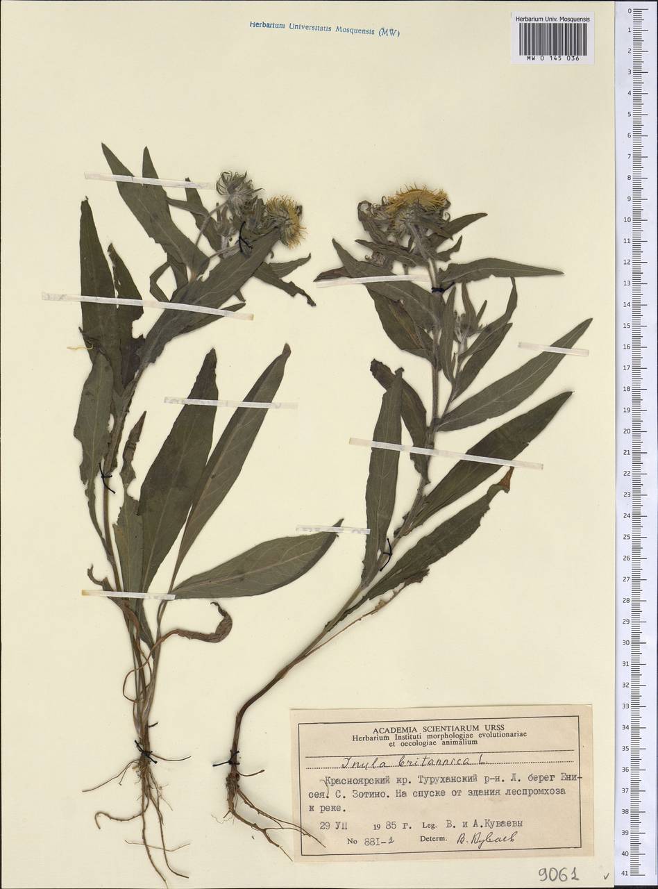 Pentanema britannicum (L.) D. Gut. Larr., Santos-Vicente, Anderb., E. Rico & M. M. Mart. Ort., Siberia, Central Siberia (S3) (Russia)