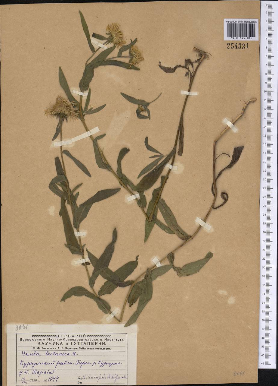 Pentanema britannicum (L.) D.Gut.Larr., Santos-Vicente, Anderb., E.Rico & M.M.Mart.Ort., Siberia, Western (Kazakhstan) Altai Mountains (S2a) (Kazakhstan)