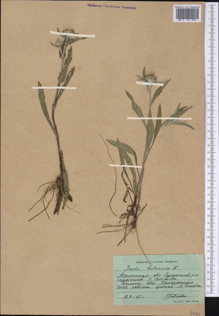 Pentanema britannicum (L.) D. Gut. Larr., Santos-Vicente, Anderb., E. Rico & M. M. Mart. Ort., Siberia, Western Siberia (S1) (Russia)