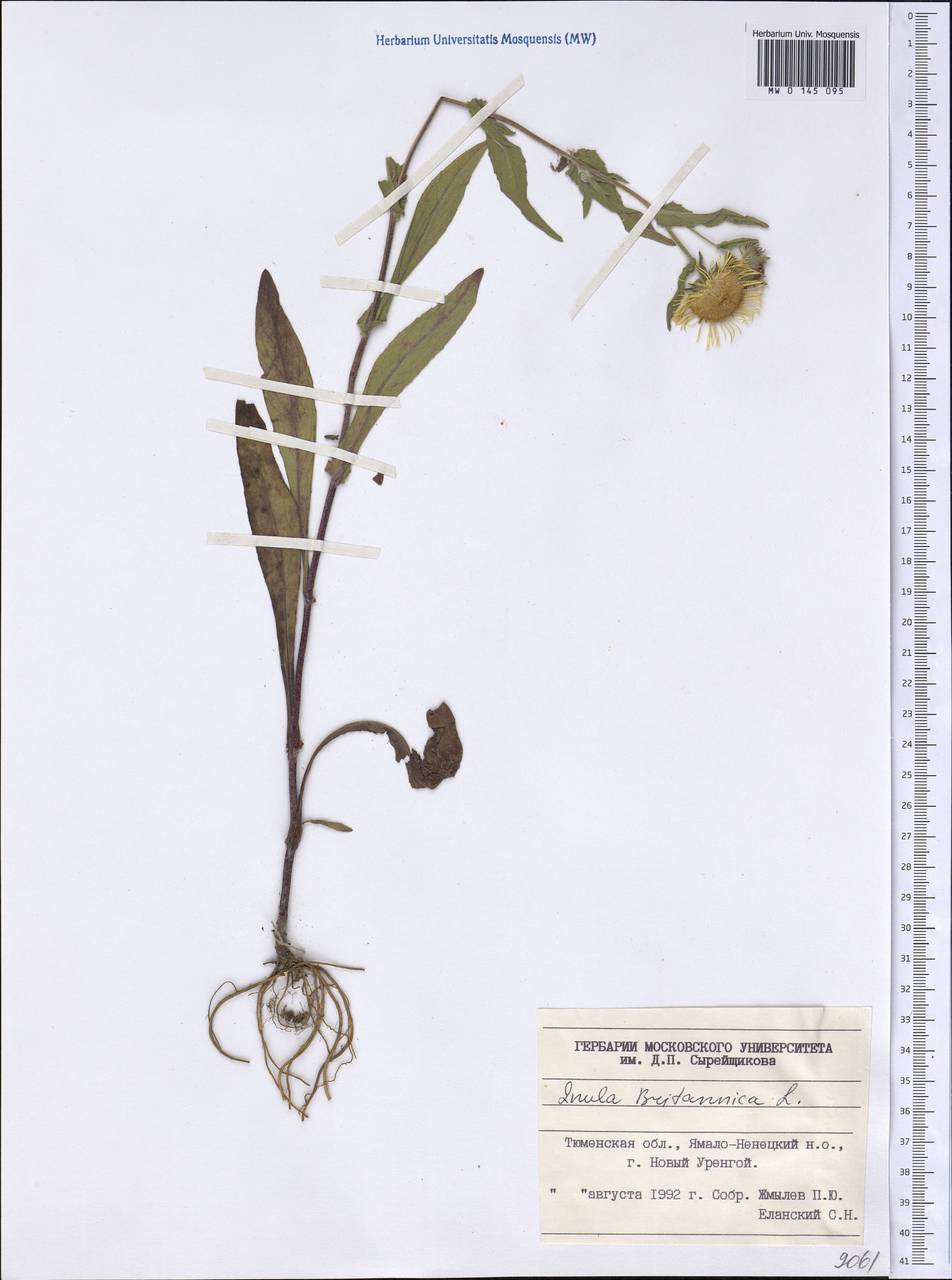 Pentanema britannicum (L.) D. Gut. Larr., Santos-Vicente, Anderb., E. Rico & M. M. Mart. Ort., Siberia, Western Siberia (S1) (Russia)