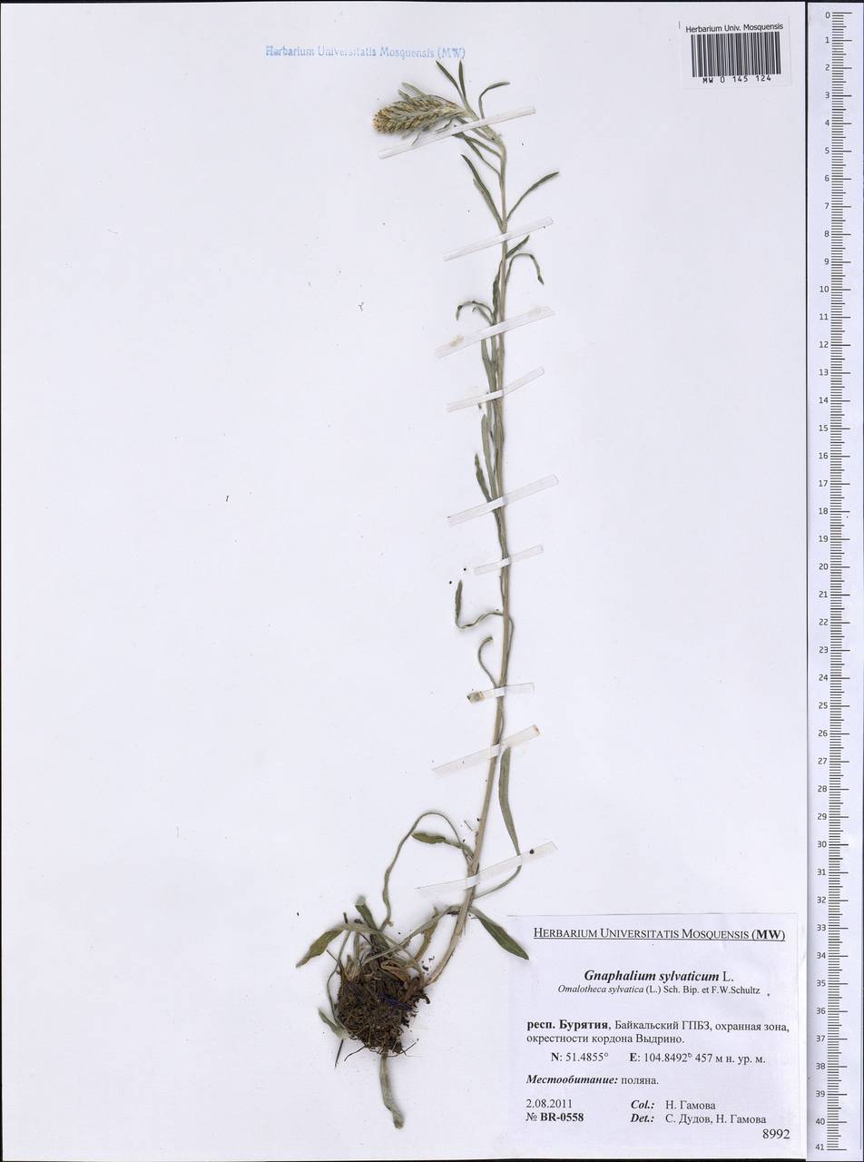 Omalotheca sylvatica (L.) Sch. Bip. & F. W. Schultz, Siberia, Baikal & Transbaikal region (S4) (Russia)