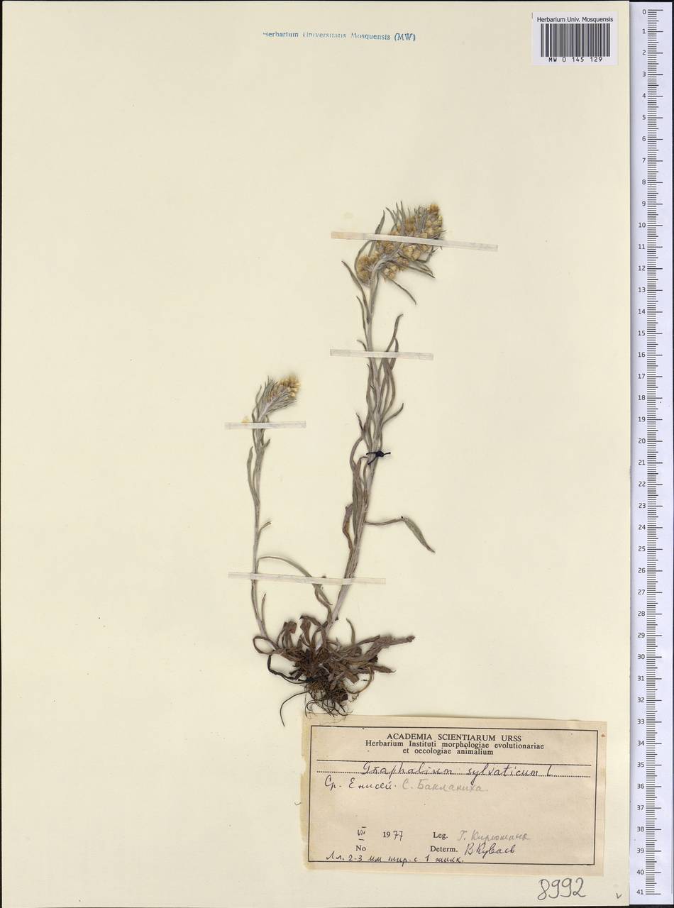 Omalotheca sylvatica (L.) Sch. Bip. & F. W. Schultz, Siberia, Central Siberia (S3) (Russia)