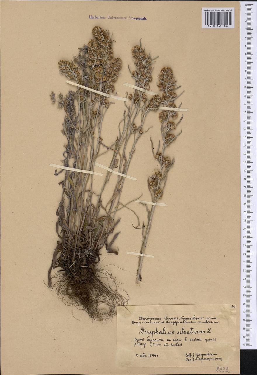 Omalotheca sylvatica (L.) Sch. Bip. & F. W. Schultz, Siberia, Western Siberia (S1) (Russia)