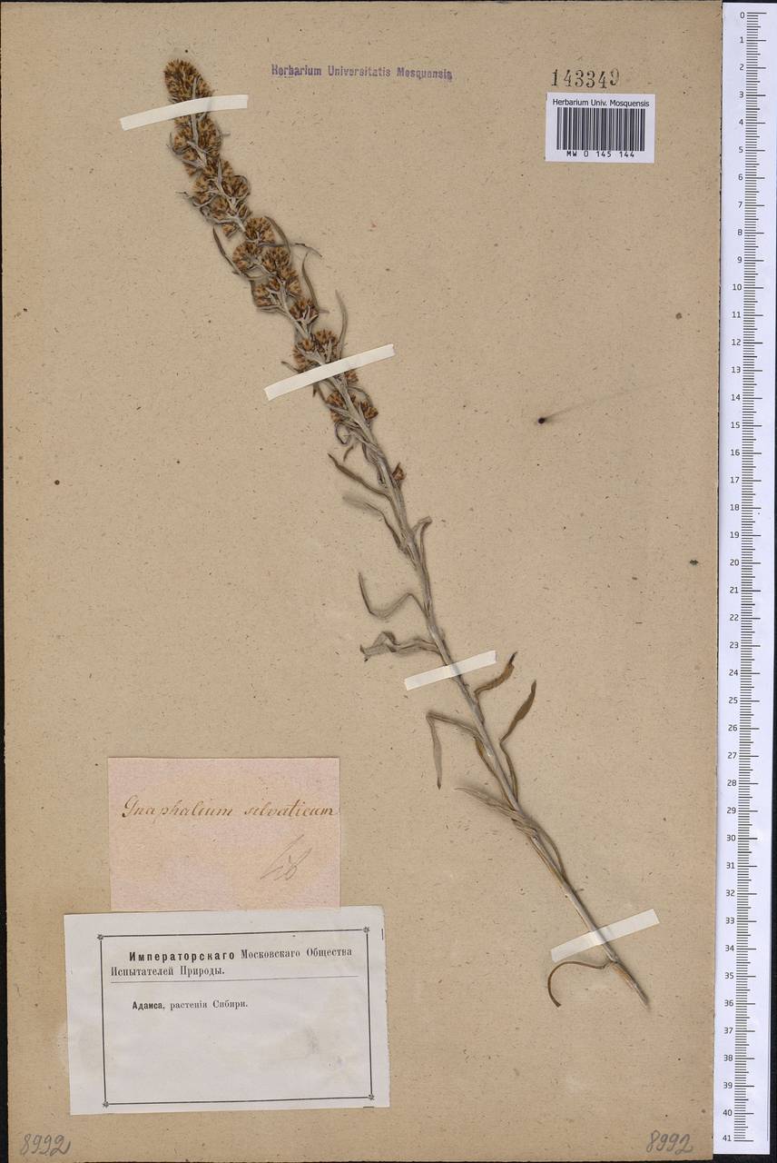 Omalotheca sylvatica (L.) Sch. Bip. & F. W. Schultz, Siberia (no precise locality) (S0) (Russia)