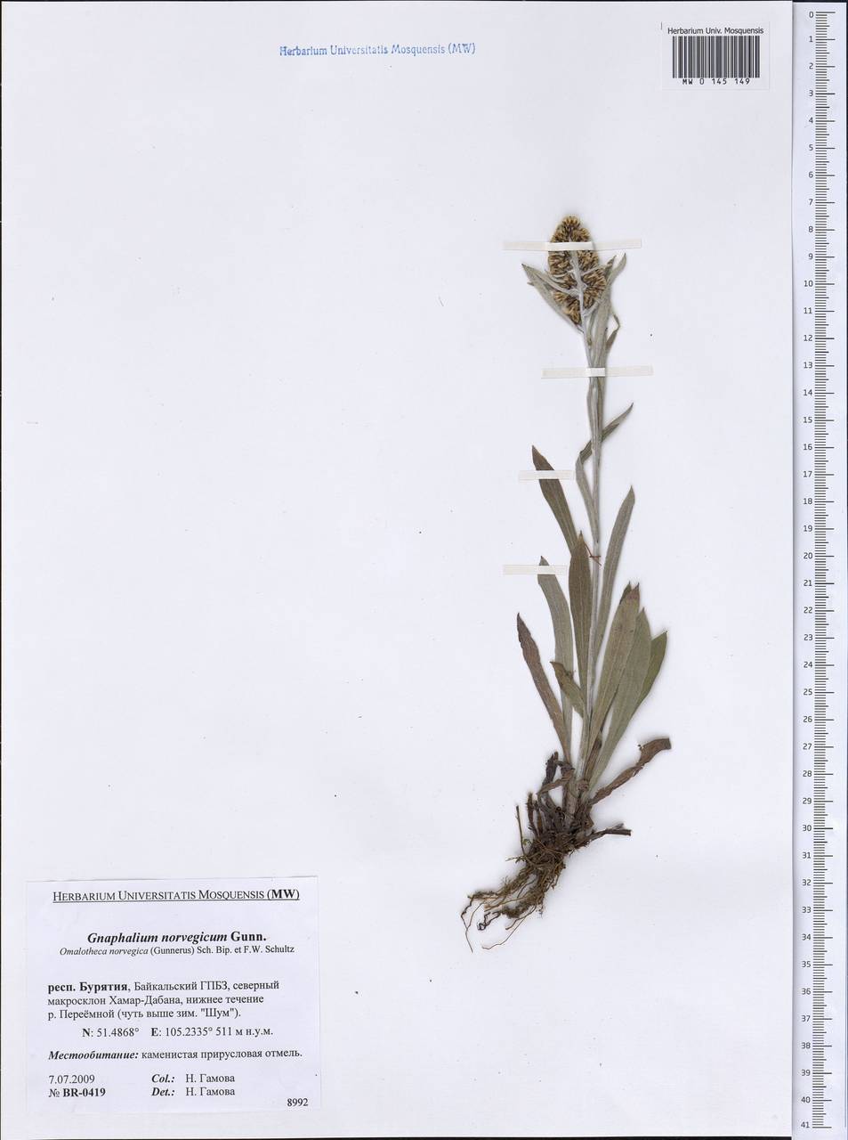 Omalotheca norvegica (Gunnerus) Sch. Bip. & F. W. Schultz, Siberia, Baikal & Transbaikal region (S4) (Russia)