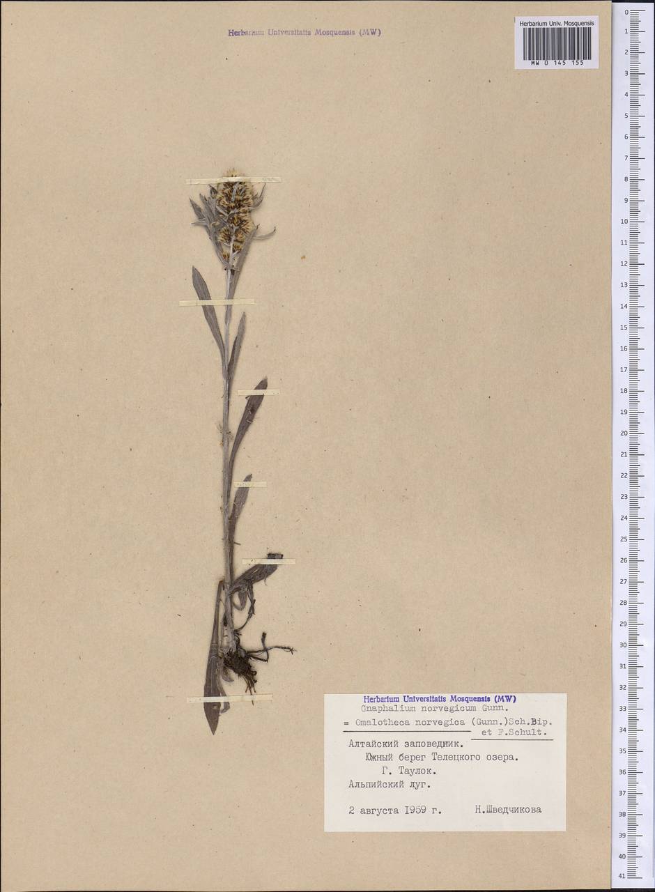 Omalotheca norvegica (Gunnerus) Sch. Bip. & F. W. Schultz, Siberia, Altai & Sayany Mountains (S2) (Russia)