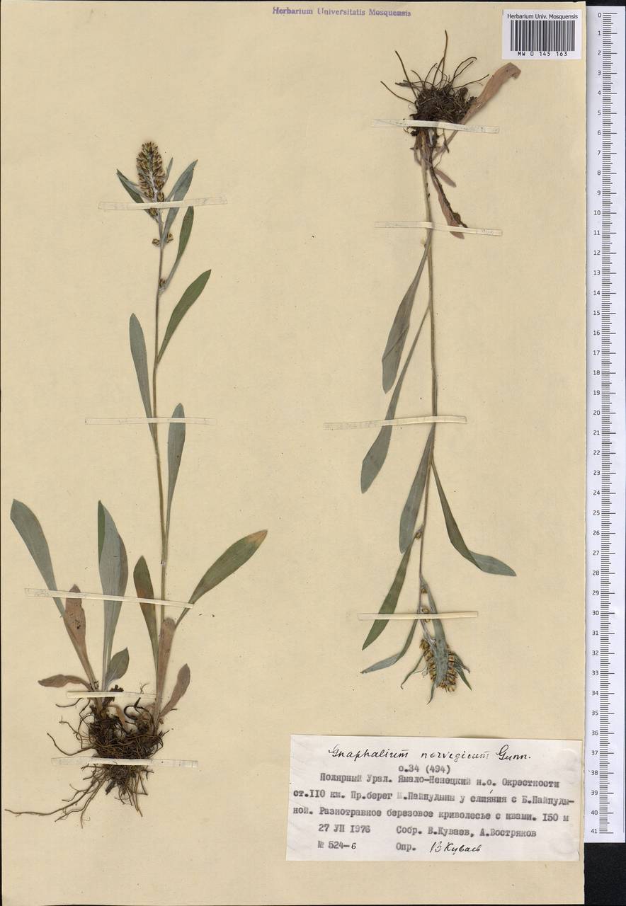 Omalotheca norvegica (Gunnerus) Sch. Bip. & F. W. Schultz, Siberia, Western Siberia (S1) (Russia)