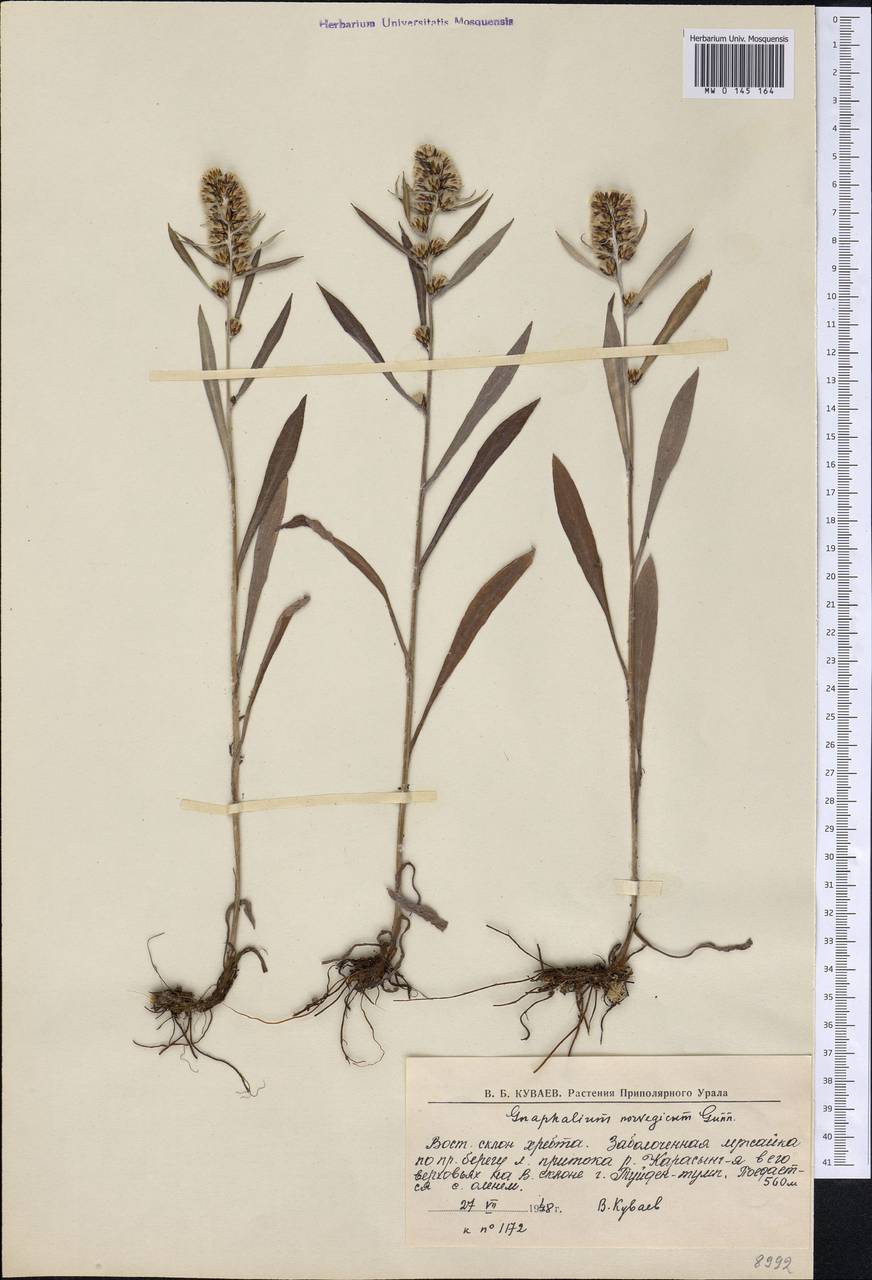 Omalotheca norvegica (Gunnerus) Sch. Bip. & F. W. Schultz, Siberia, Western Siberia (S1) (Russia)