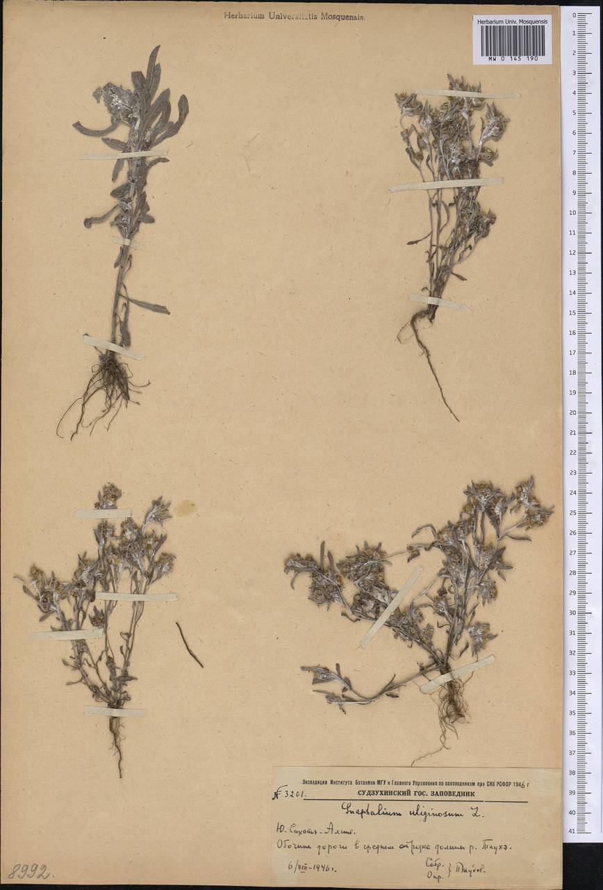 Gnaphalium uliginosum L., Siberia, Russian Far East (S6) (Russia)