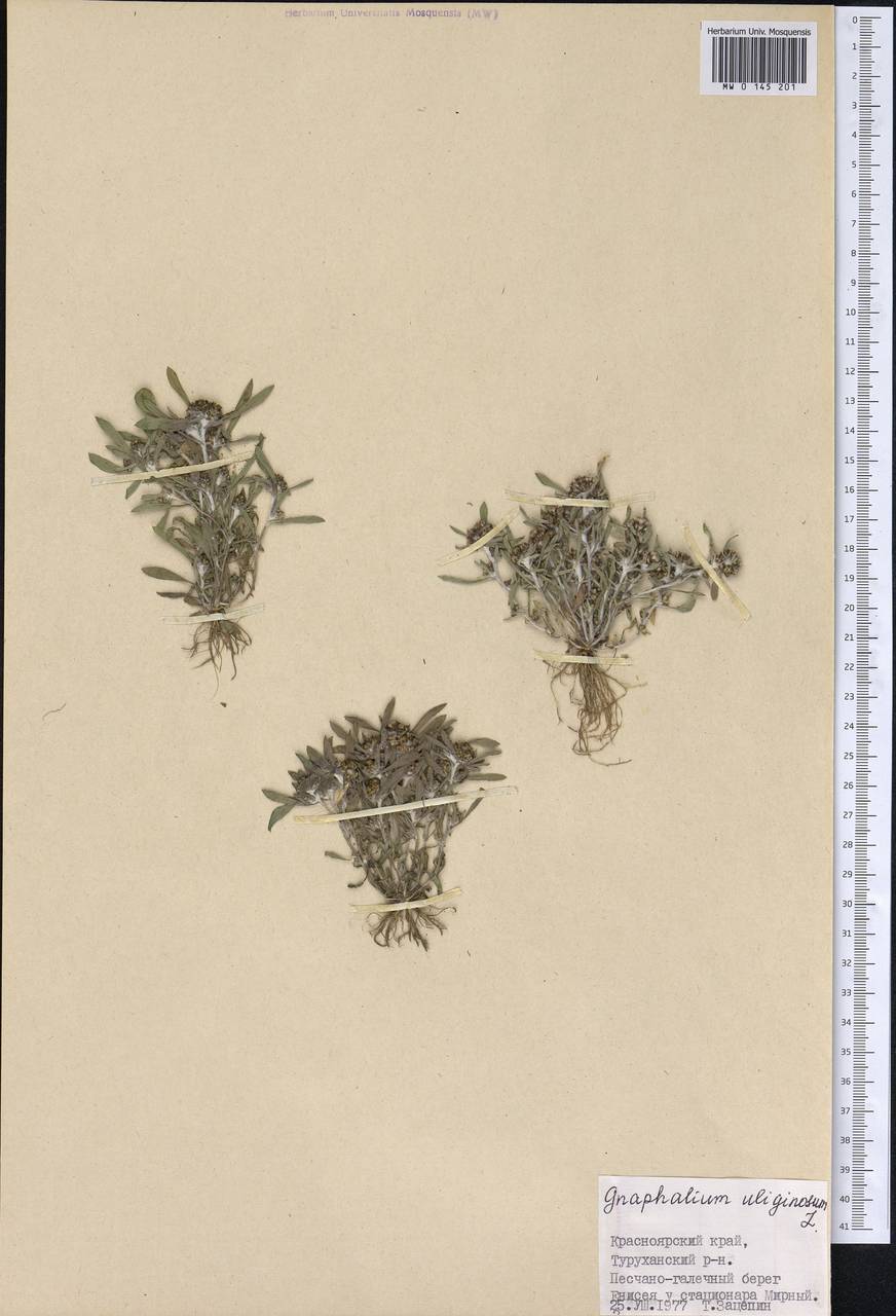 Gnaphalium uliginosum L., Siberia, Central Siberia (S3) (Russia)