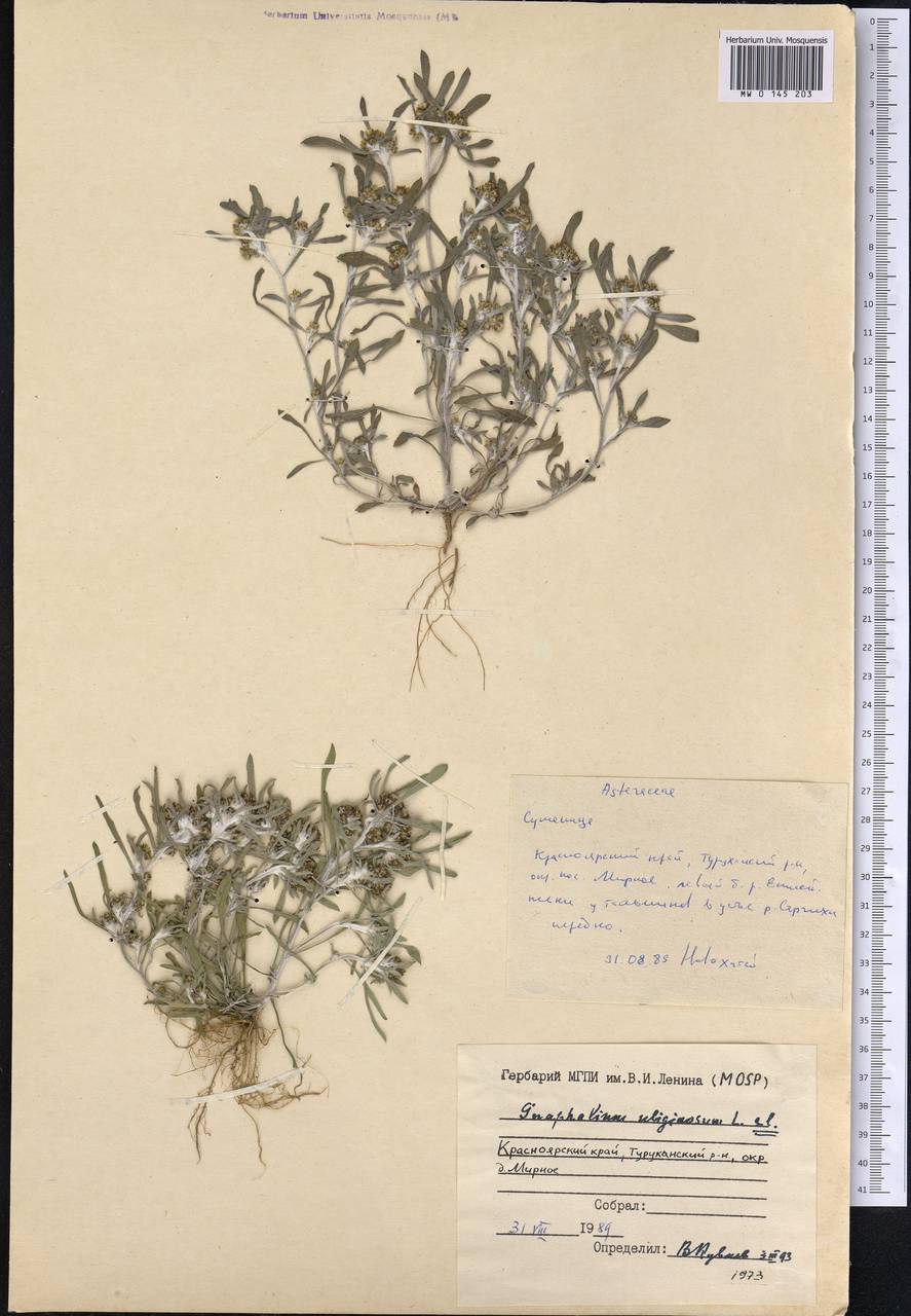 Gnaphalium uliginosum L., Siberia, Central Siberia (S3) (Russia)