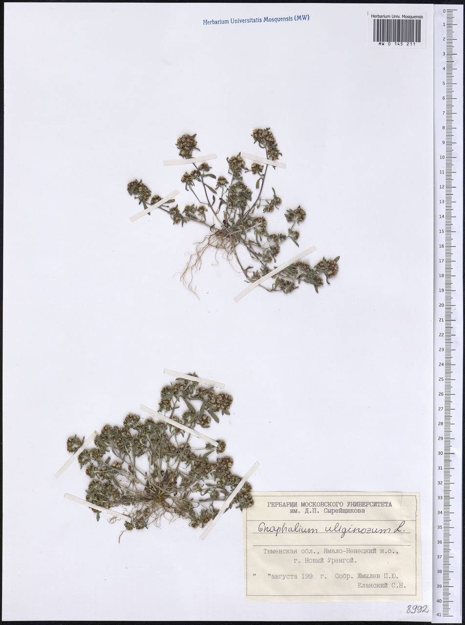 Gnaphalium uliginosum L., Siberia, Western Siberia (S1) (Russia)