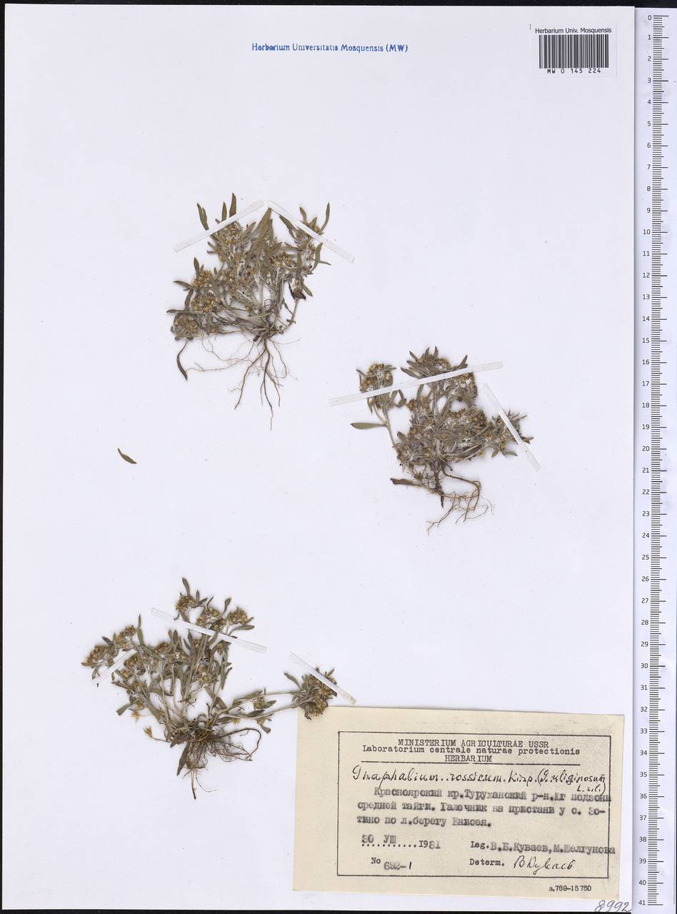 Gnaphalium rossicum Kirp., Siberia, Central Siberia (S3) (Russia)