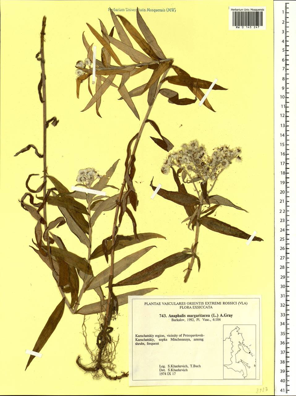 Anaphalis margaritacea (L.) Benth., Siberia, Chukotka & Kamchatka (S7) (Russia)