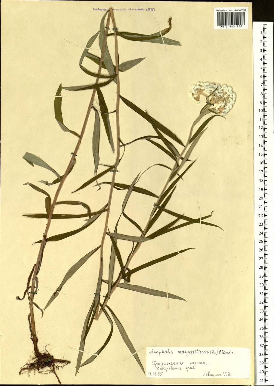 Anaphalis margaritacea (L.) Benth., Siberia, Russian Far East (S6) (Russia)