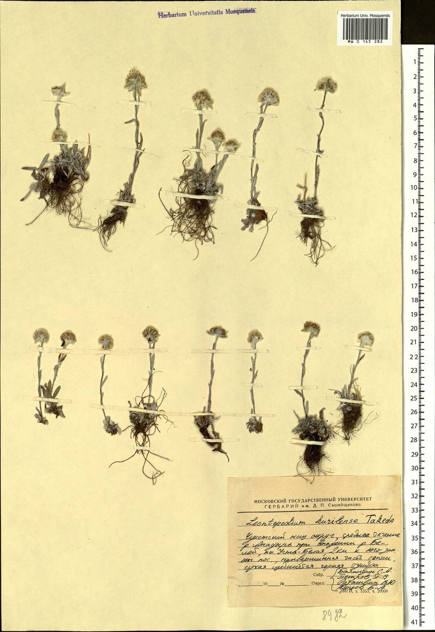 Leontopodium villosulum A. P. Khokhr., Siberia, Chukotka & Kamchatka (S7) (Russia)