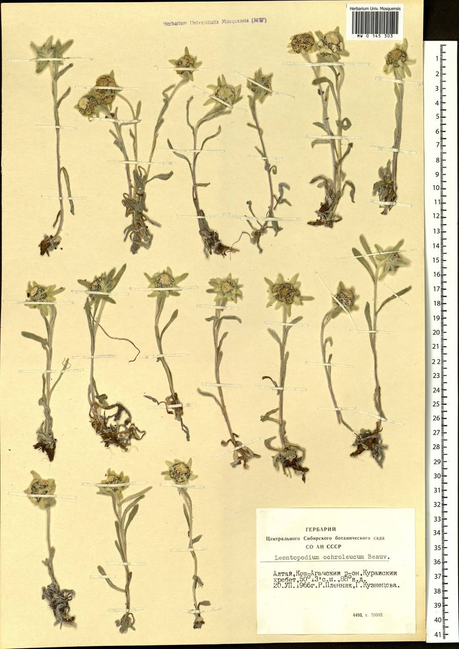 Leontopodium leontopodinum (DC.) Hand.-Mazz., Siberia, Altai & Sayany Mountains (S2) (Russia)