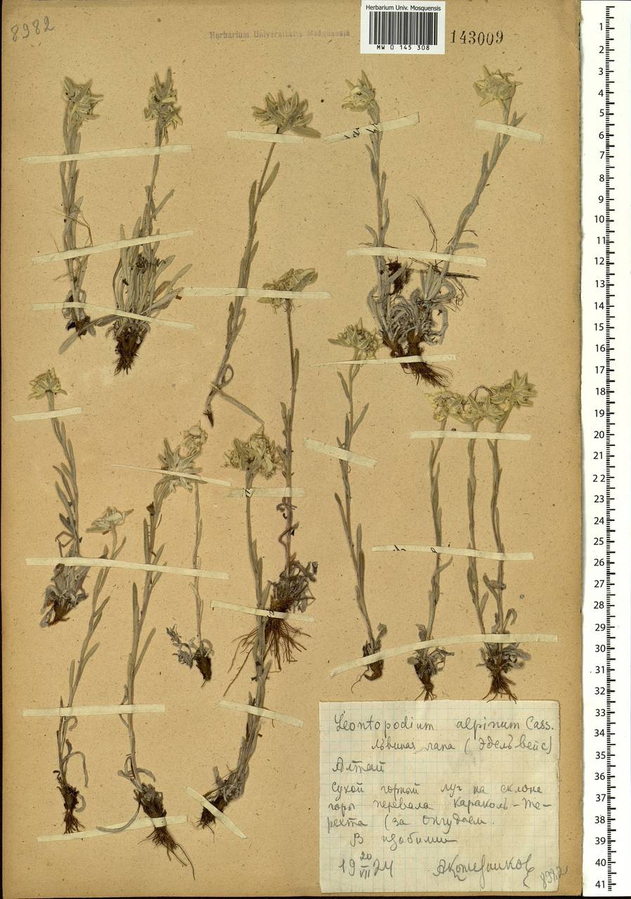 Leontopodium leontopodinum (DC.) Hand.-Mazz., Siberia, Altai & Sayany Mountains (S2) (Russia)