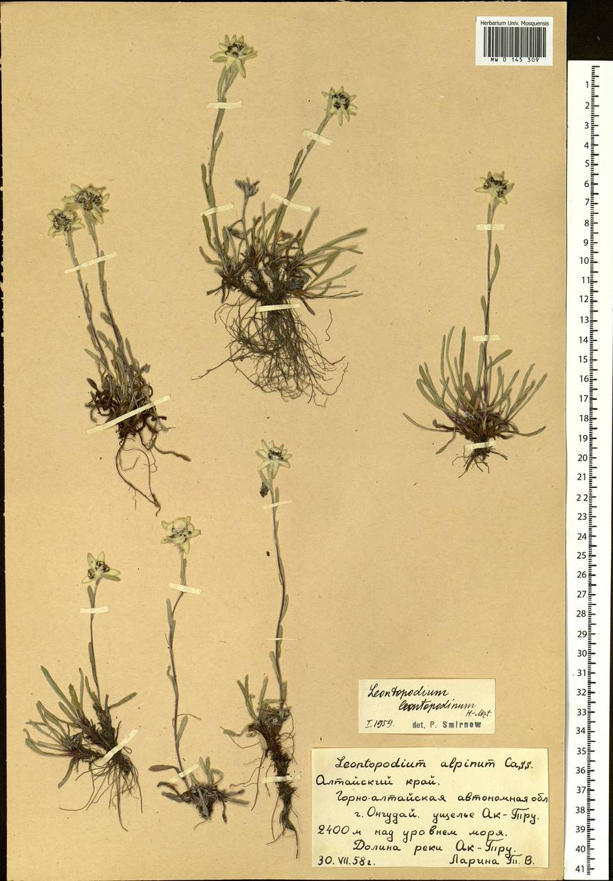 Leontopodium leontopodinum (DC.) Hand.-Mazz., Siberia, Altai & Sayany Mountains (S2) (Russia)