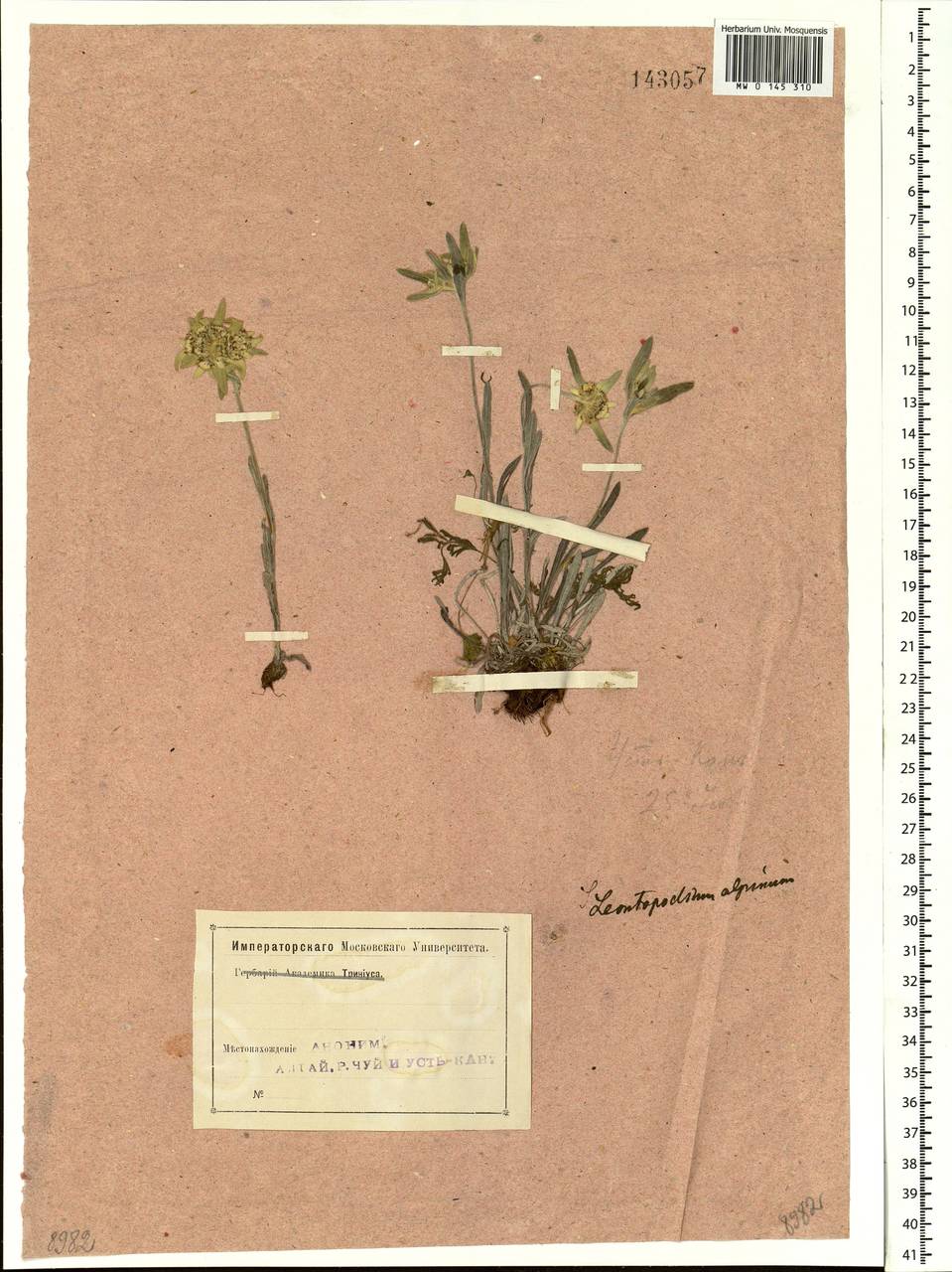 Leontopodium leontopodinum (DC.) Hand.-Mazz., Siberia, Altai & Sayany Mountains (S2) (Russia)