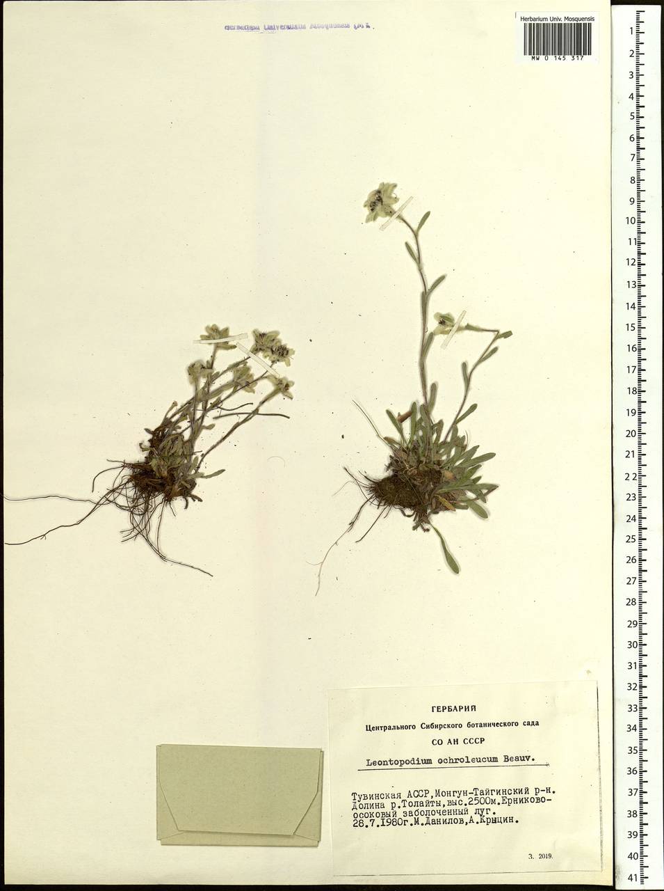 Leontopodium leontopodinum (DC.) Hand.-Mazz., Siberia, Altai & Sayany Mountains (S2) (Russia)