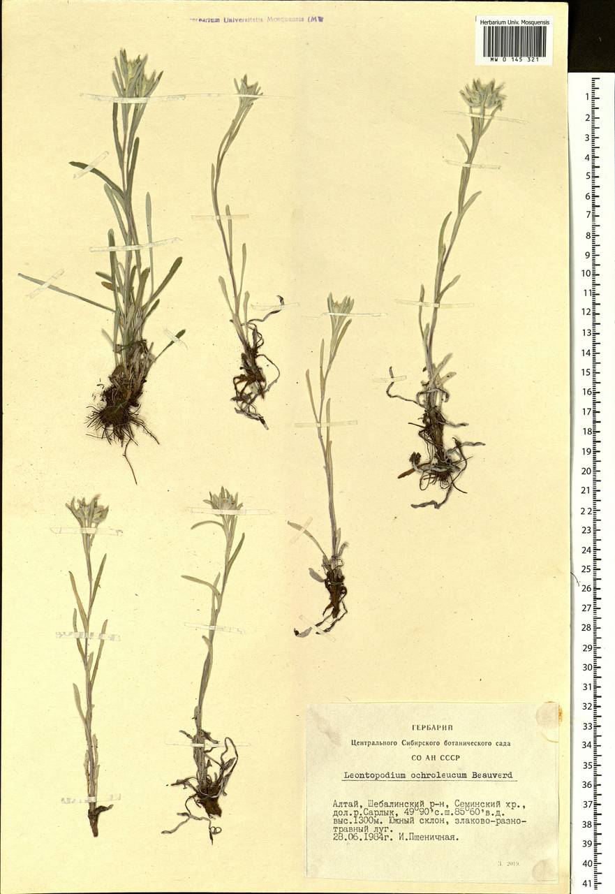 Leontopodium leontopodinum (DC.) Hand.-Mazz., Siberia, Altai & Sayany Mountains (S2) (Russia)