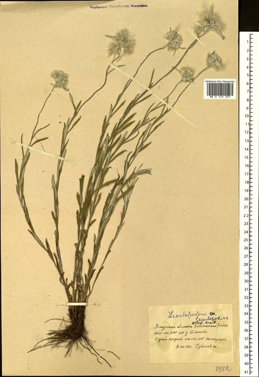 Leontopodium leontopodioides (Willd.) Beauverd, Siberia, Russian Far East (S6) (Russia)