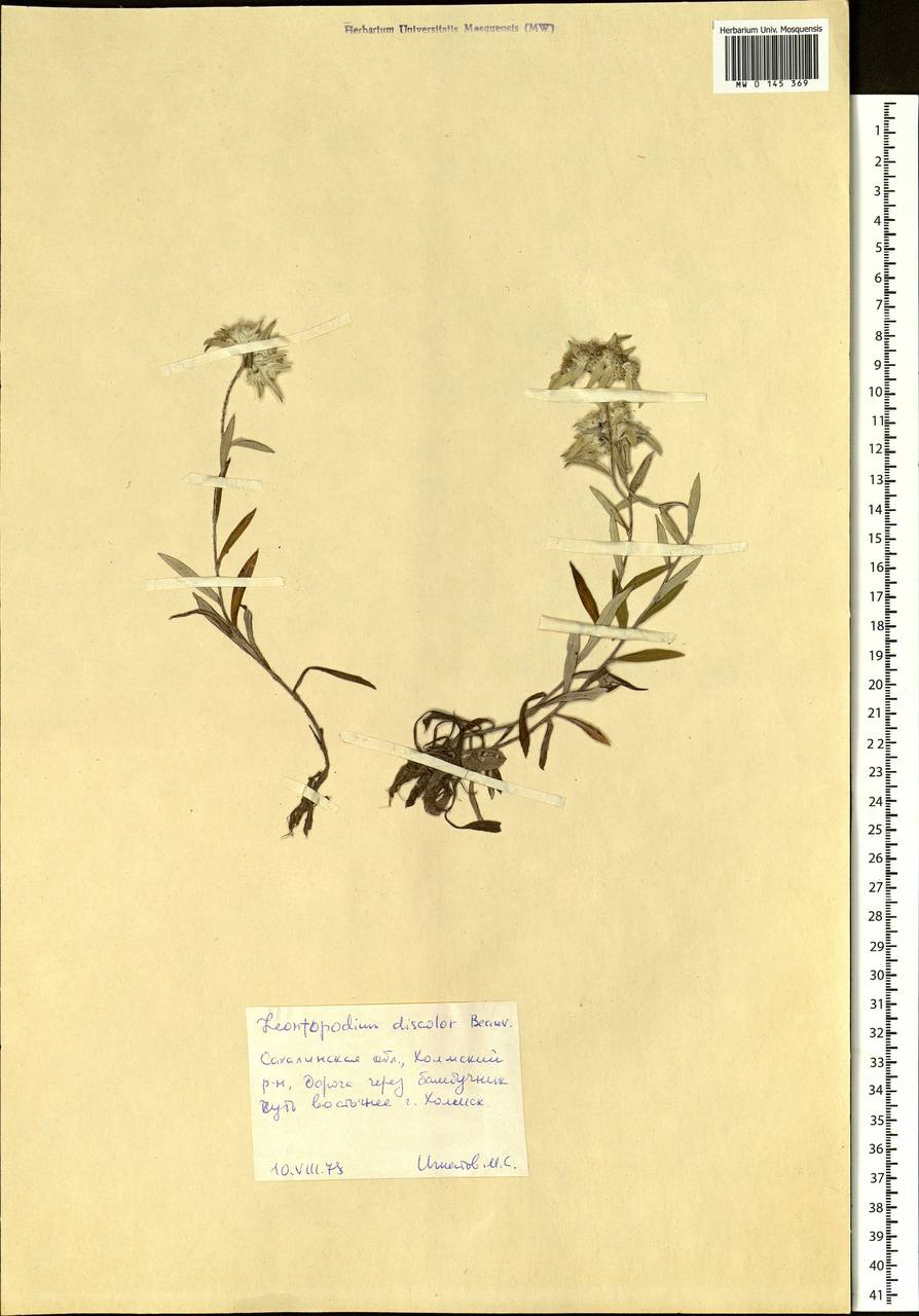 Leontopodium discolor Beauverd, Siberia, Russian Far East (S6) (Russia)