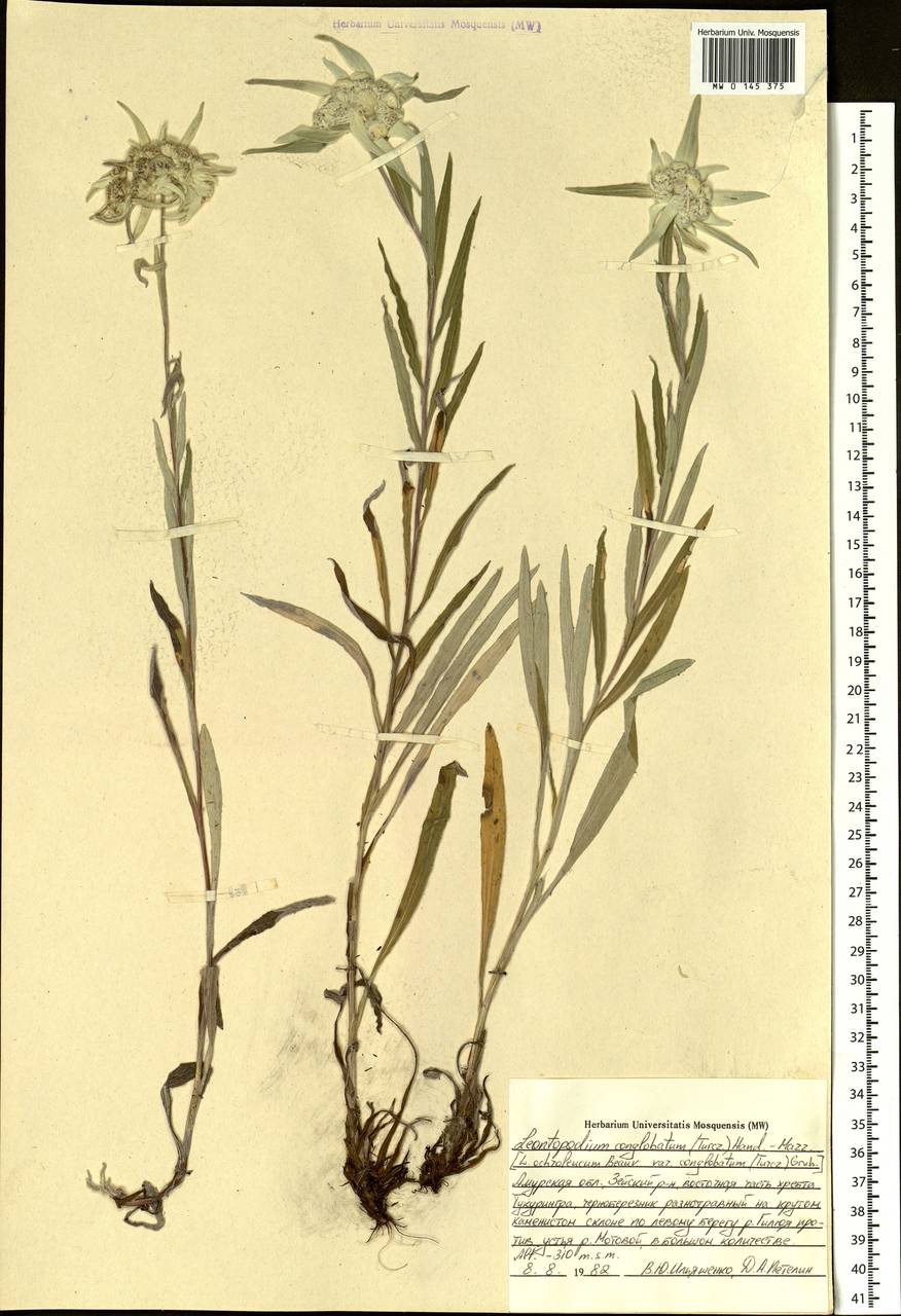 Leontopodium conglobatum (Turcz.) Hand.-Mazz., Siberia, Russian Far East (S6) (Russia)