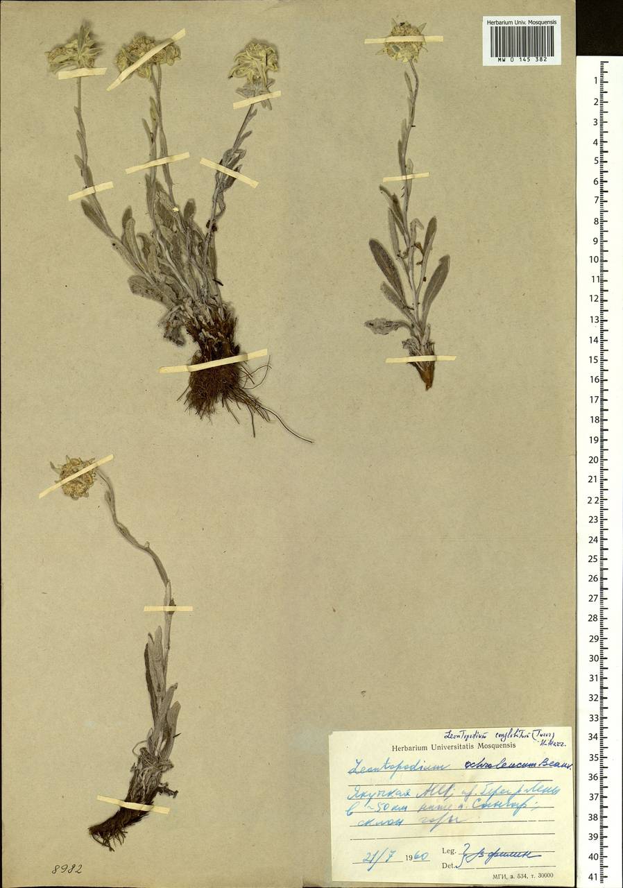 Leontopodium conglobatum (Turcz.) Hand.-Mazz., Siberia, Yakutia (S5) (Russia)