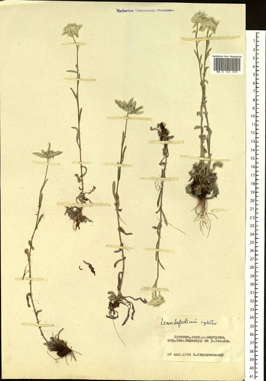 Leontopodium conglobatum (Turcz.) Hand.-Mazz., Siberia, Baikal & Transbaikal region (S4) (Russia)