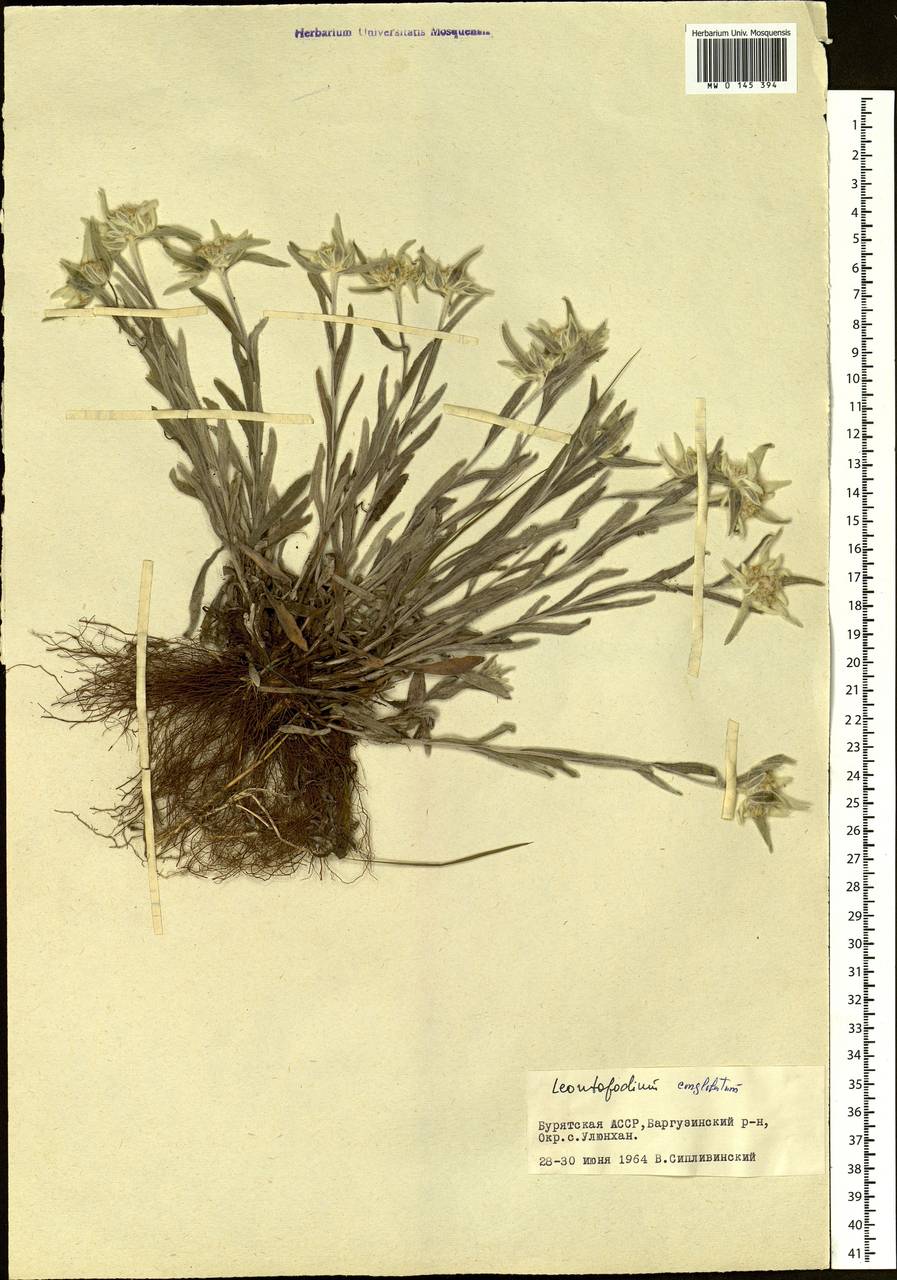 Leontopodium conglobatum (Turcz.) Hand.-Mazz., Siberia, Baikal & Transbaikal region (S4) (Russia)