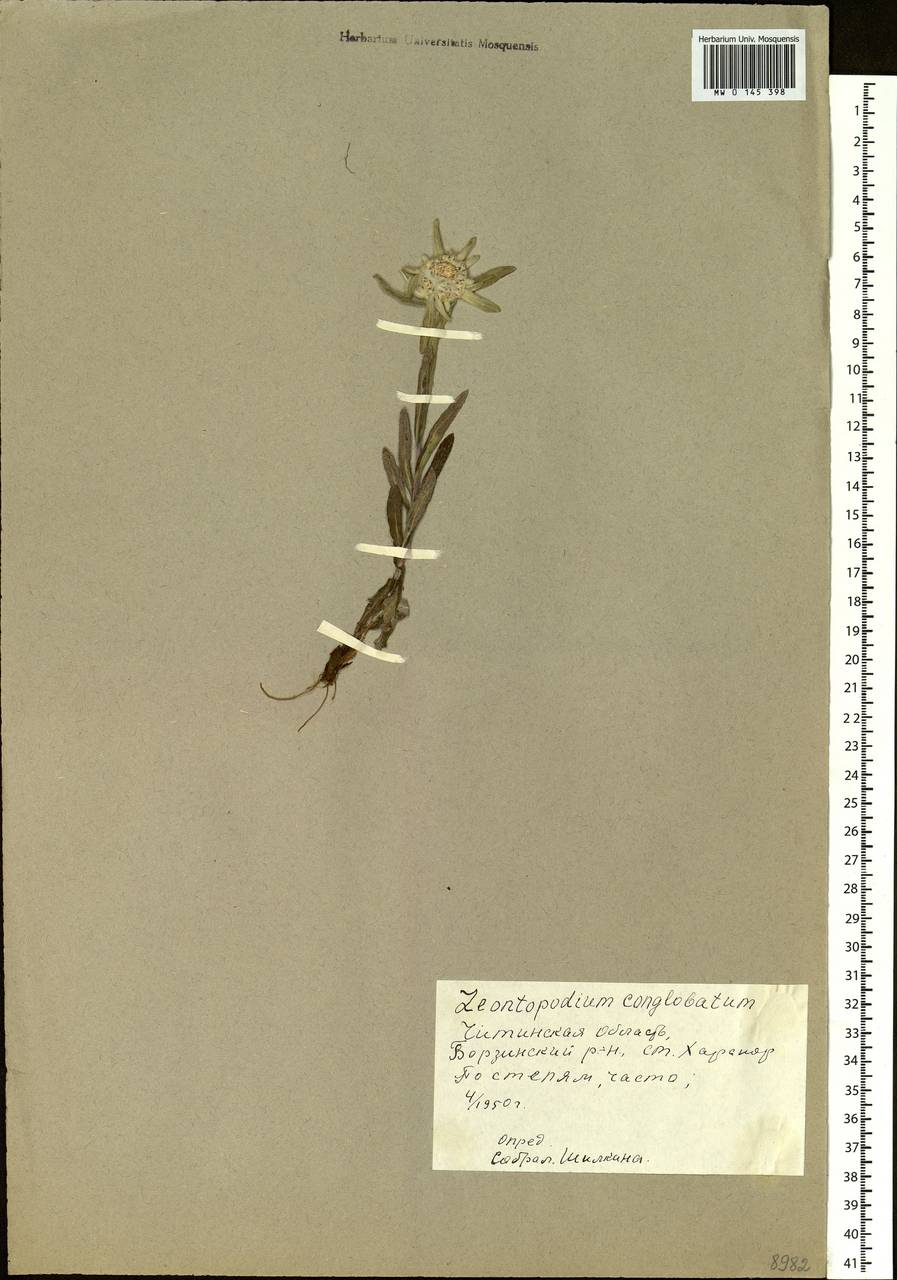 Leontopodium conglobatum (Turcz.) Hand.-Mazz., Siberia, Baikal & Transbaikal region (S4) (Russia)