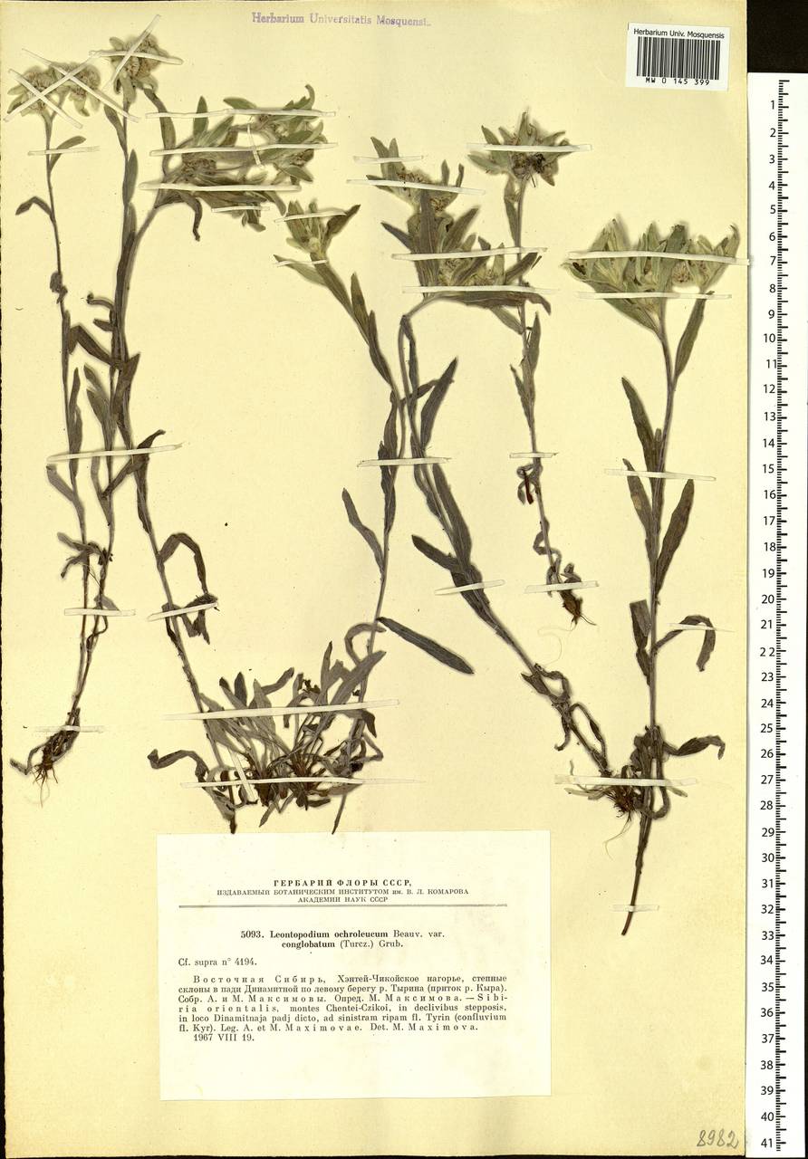 Leontopodium conglobatum (Turcz.) Hand.-Mazz., Siberia, Baikal & Transbaikal region (S4) (Russia)