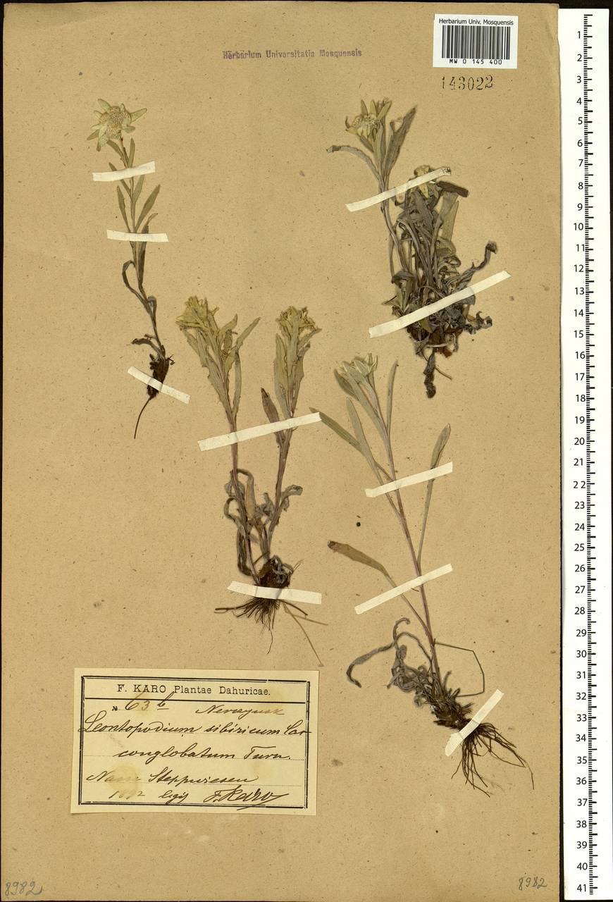 Leontopodium conglobatum (Turcz.) Hand.-Mazz., Siberia, Baikal & Transbaikal region (S4) (Russia)