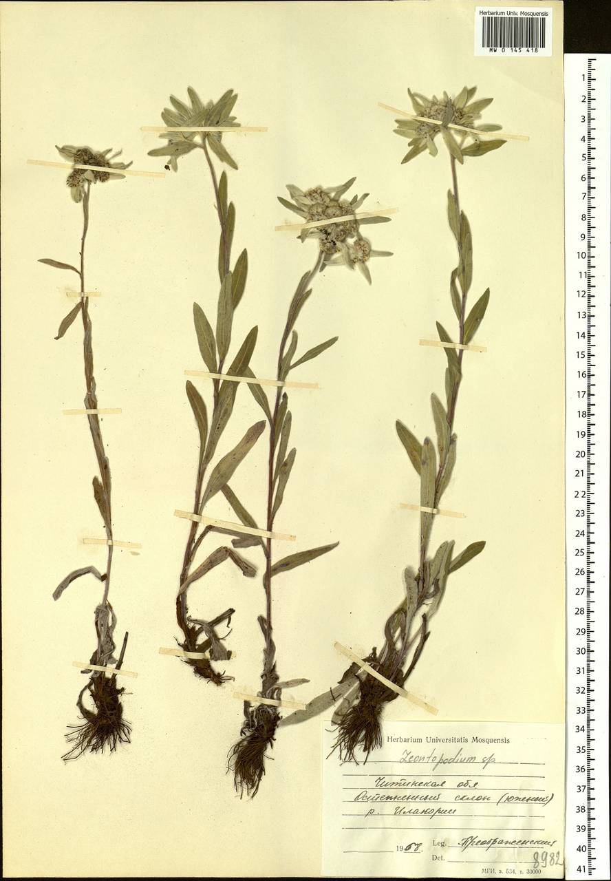 Leontopodium conglobatum (Turcz.) Hand.-Mazz., Siberia, Baikal & Transbaikal region (S4) (Russia)