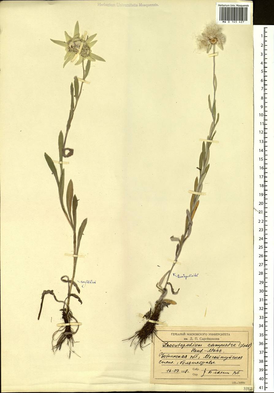 Leontopodium conglobatum (Turcz.) Hand.-Mazz., Siberia, Baikal & Transbaikal region (S4) (Russia)