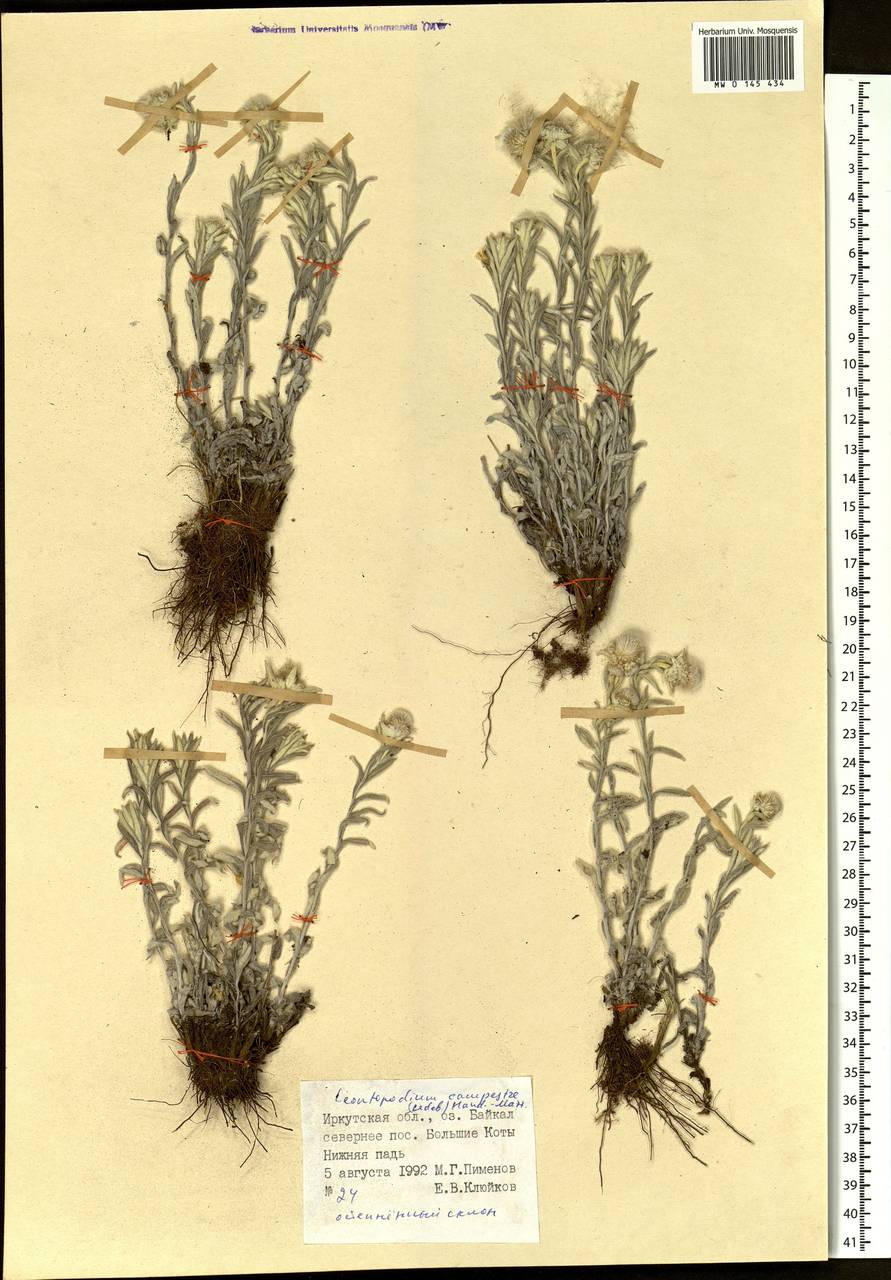 Leontopodium conglobatum (Turcz.) Hand.-Mazz., Siberia, Baikal & Transbaikal region (S4) (Russia)