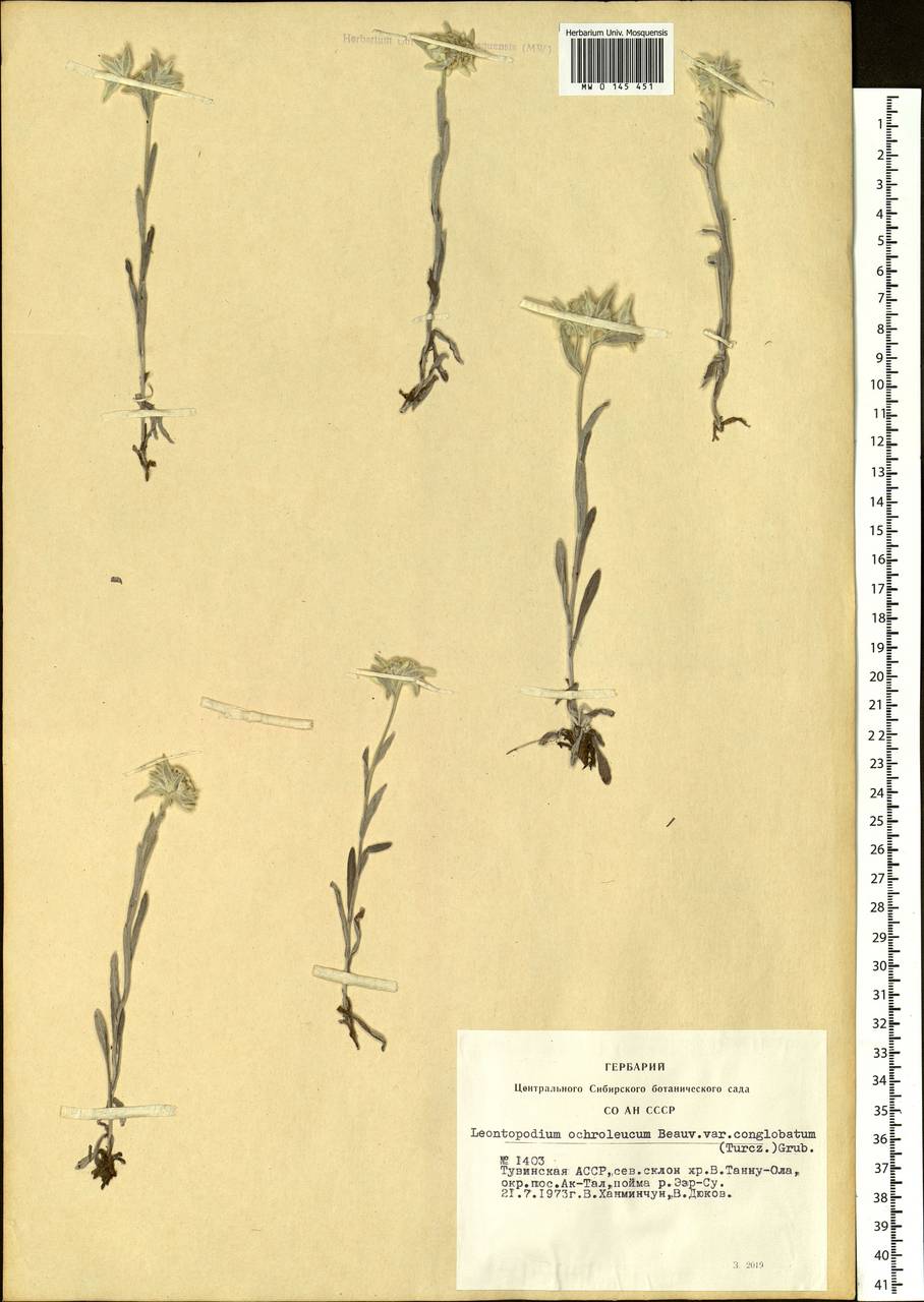 Leontopodium conglobatum (Turcz.) Hand.-Mazz., Siberia, Altai & Sayany Mountains (S2) (Russia)