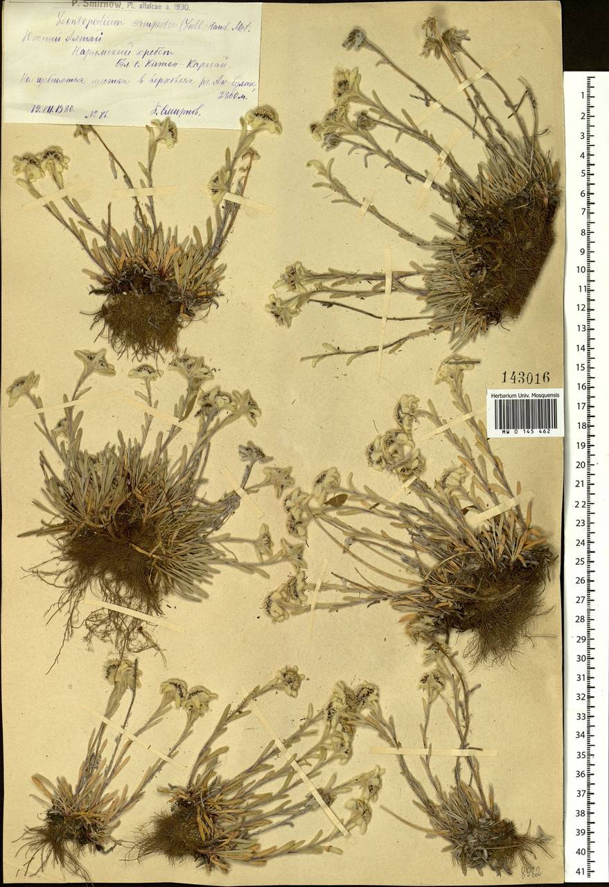 Leontopodium campestre (Ledeb.) Hand.-Mazz., Siberia, Western (Kazakhstan) Altai Mountains (S2a) (Kazakhstan)