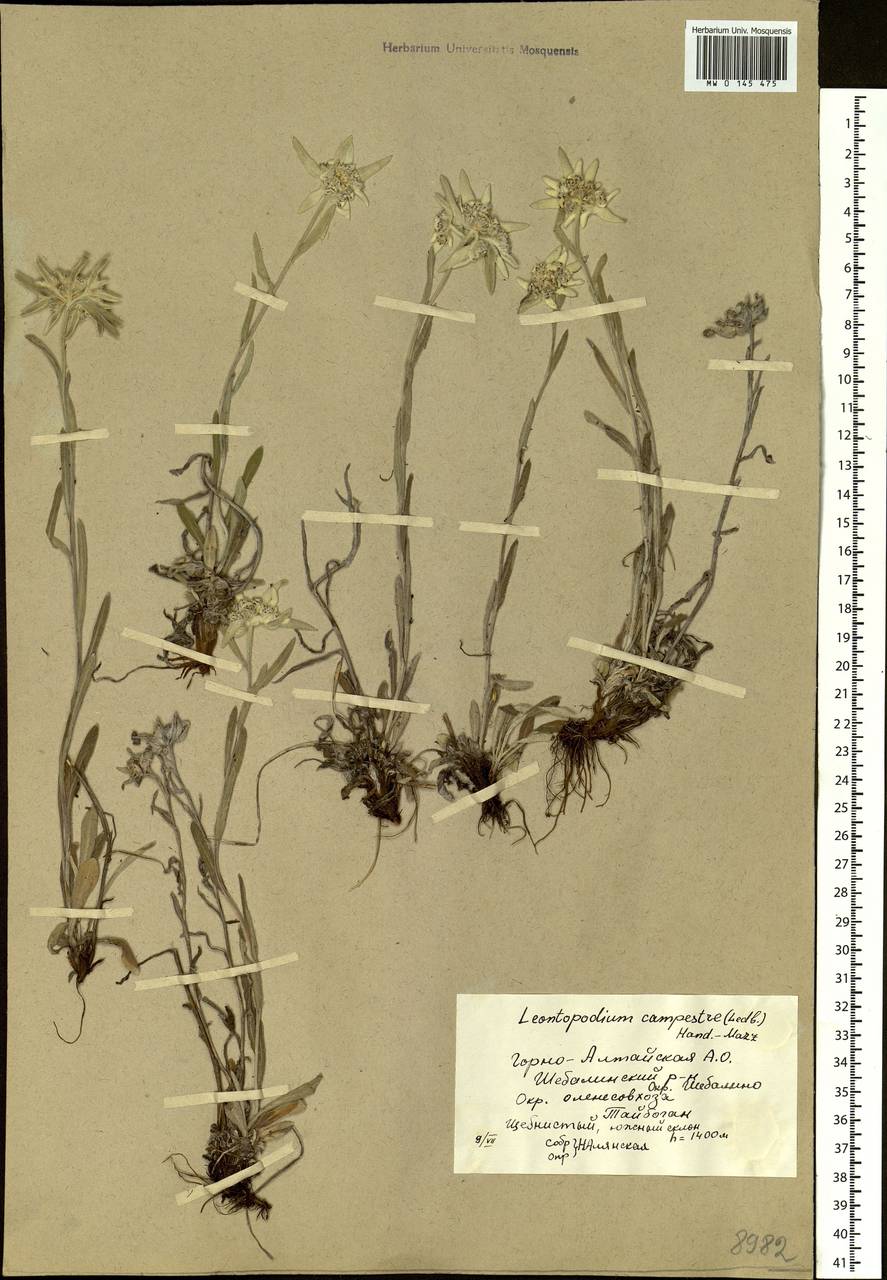 Leontopodium campestre (Ledeb.) Hand.-Mazz., Siberia, Altai & Sayany Mountains (S2) (Russia)