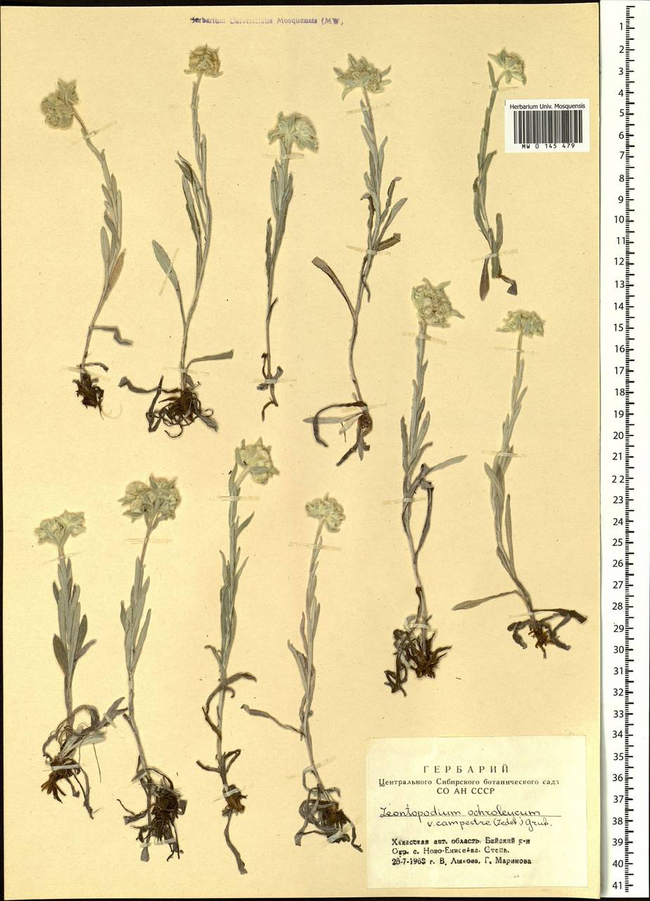 Leontopodium campestre (Ledeb.) Hand.-Mazz., Siberia, Altai & Sayany Mountains (S2) (Russia)