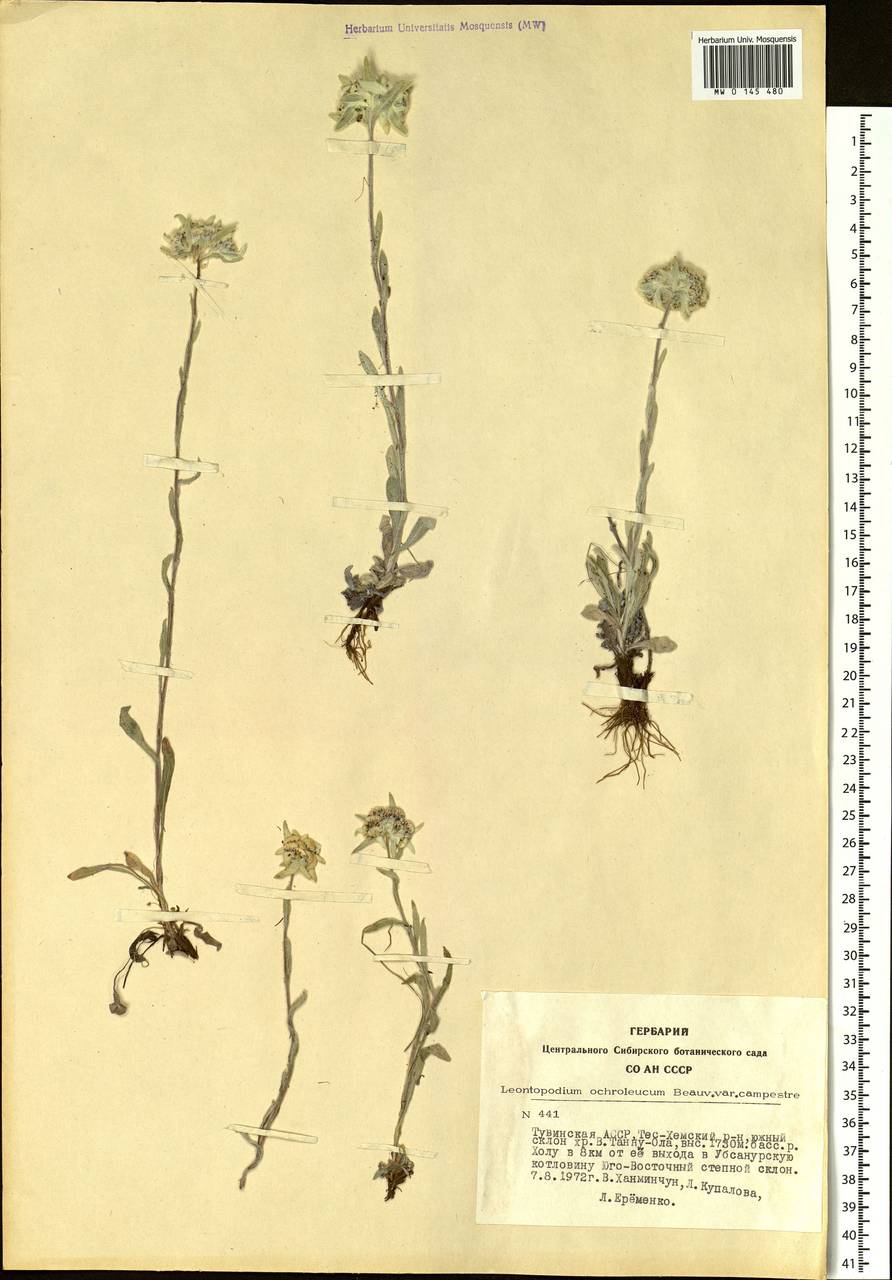 Leontopodium campestre (Ledeb.) Hand.-Mazz., Siberia, Altai & Sayany Mountains (S2) (Russia)