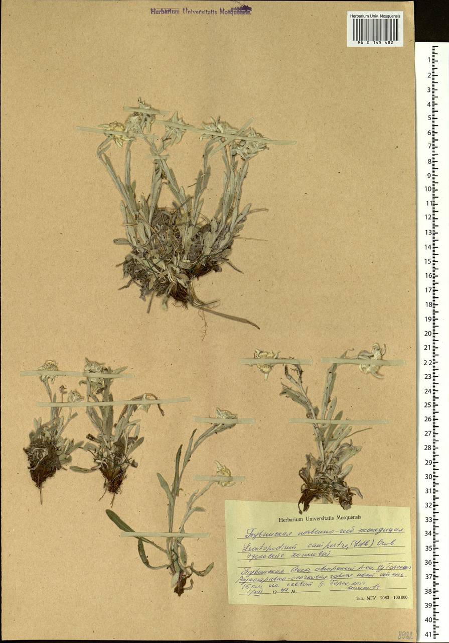 Leontopodium campestre (Ledeb.) Hand.-Mazz., Siberia, Altai & Sayany Mountains (S2) (Russia)