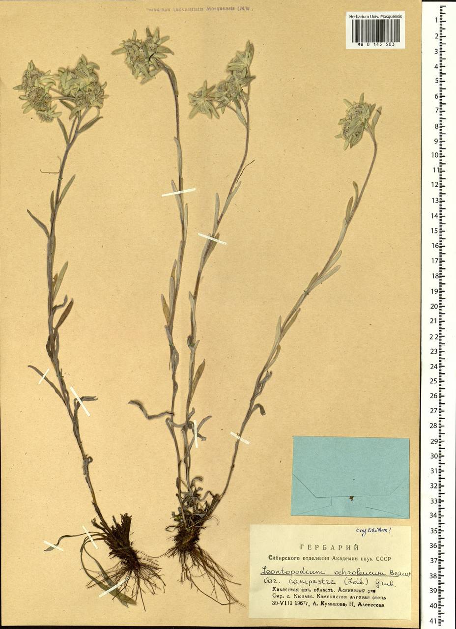 Leontopodium campestre (Ledeb.) Hand.-Mazz., Siberia, Altai & Sayany Mountains (S2) (Russia)
