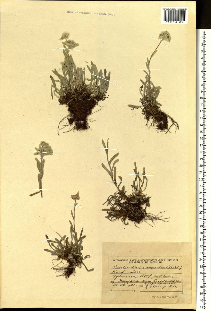 Leontopodium campestre (Ledeb.) Hand.-Mazz., Siberia, Altai & Sayany Mountains (S2) (Russia)