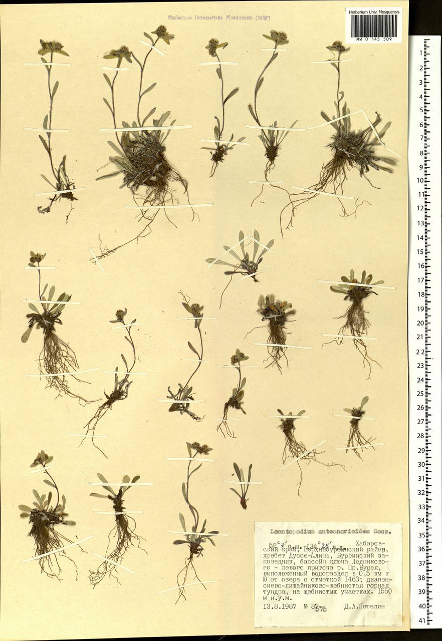 Leontopodium antennarioides Soczava, Siberia, Russian Far East (S6) (Russia)