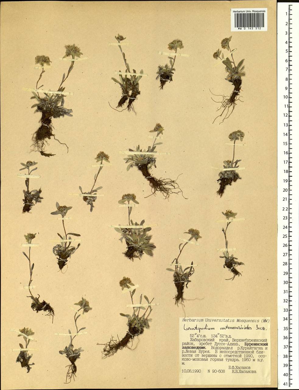 Leontopodium antennarioides Soczava, Siberia, Russian Far East (S6) (Russia)